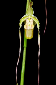 Phragmipedium Mont Fallu Piedmont HCC/AOS 78 pts.